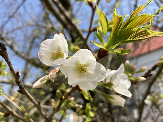 桜が咲き始めています