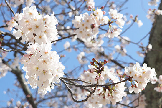 この日は五分咲きほどの桜の木が多い様子。満開ももう間もなく？