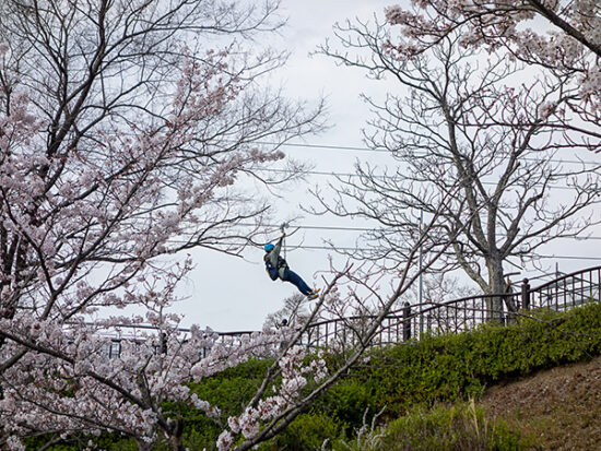 桜の上を飛ぶ人々。この季節、お花でカラフルな中を飛べて◎