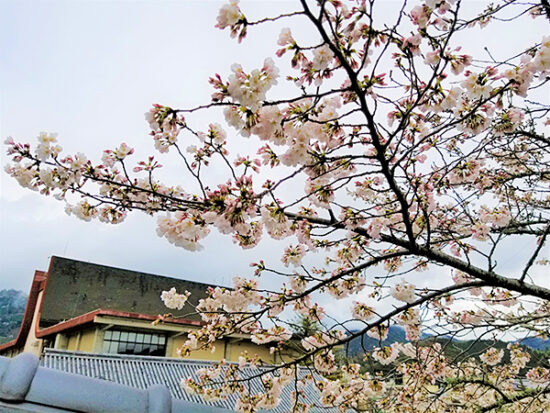 中には満開に近い程咲いている桜の木もチラホラ。