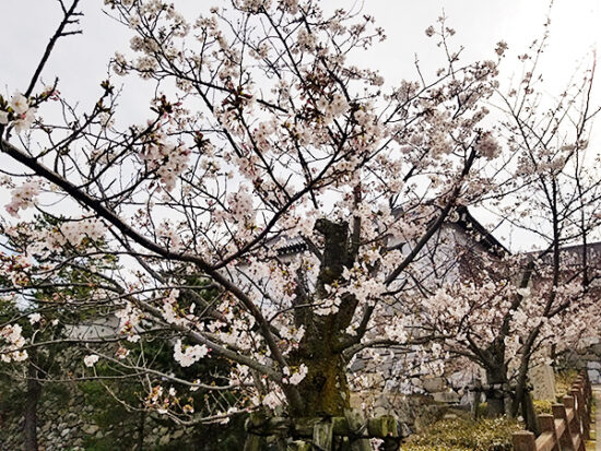 この桜は満開に近いかも。