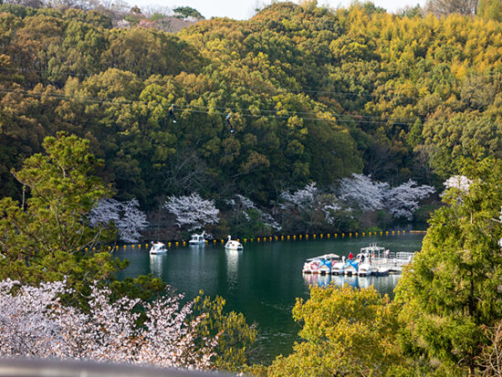 通谷池のスワンボートと桜。土日は特に人気のアクティビティ