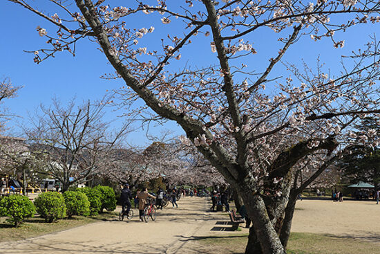 桜の木によっては、まだまだこれから咲き始めるであろうものも