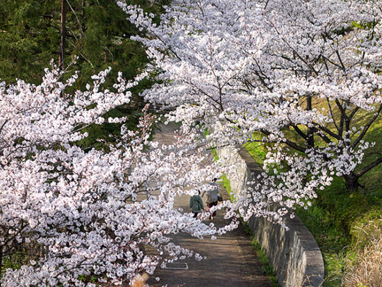 場所によっては、桜のトンネルがあるところも