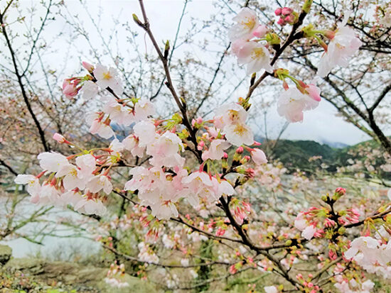 雨のしずくがついた桜もまたどこか憂いです。