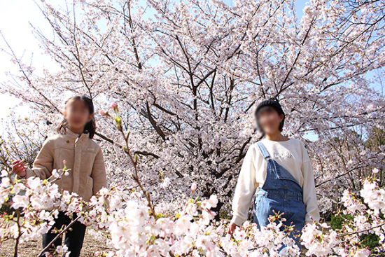 桜に囲まれた写真が撮れます。