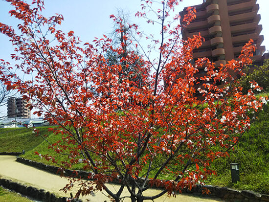 すでに散った桜も。葉っぱが赤っぽくて、花と一緒に出てくるのは「ヤマザクラ」だそう。