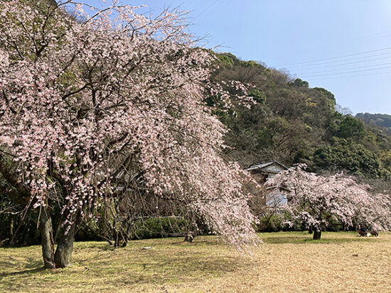 河川敷の枝垂桜
