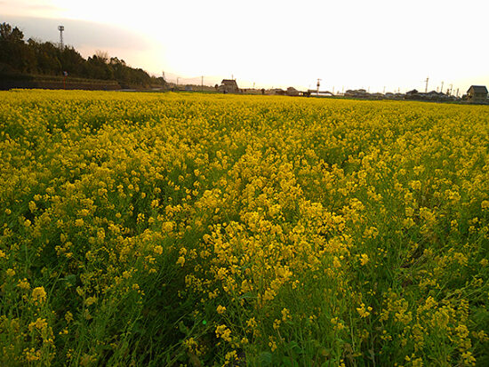 夕方の畑。上手な人なら黄金色の菜の花畑が撮れるのかも。