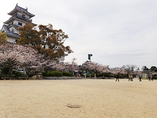 広場内の桜の様子。