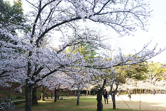湯築城跡側の桜は、満開に近いほどしっかり咲いている木も