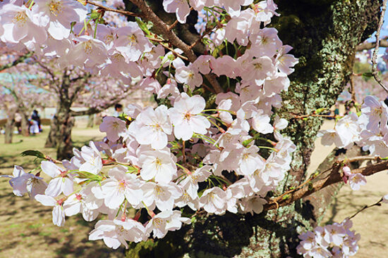 思い思いに咲いた桜を写真に収めている方も多く見受けられました