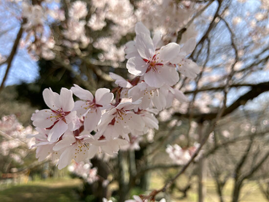 3月中旬ですでに咲いている桜もありました