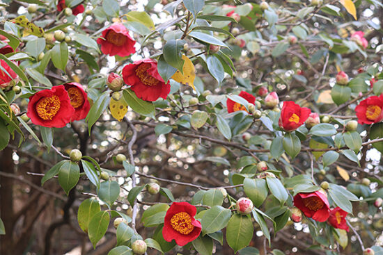 椿の群生林も、この時期はまだ綺麗な赤い花を付けていました