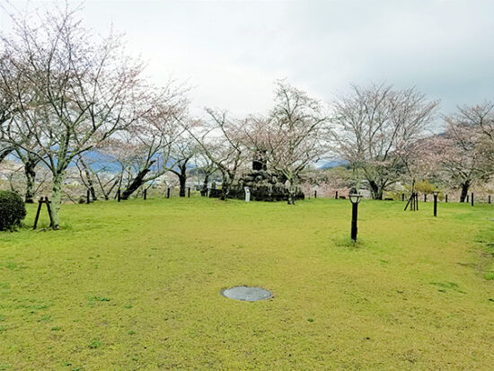 別の箇所の城山公園内の桜の様子。