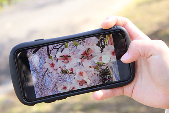 お花見にぴったりの写真アプリ（よく見るとお花の中に顔が）