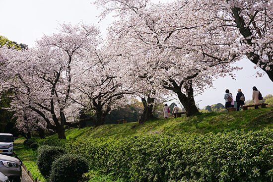 駐車場についたら満開の桜がすぐ目に入ります