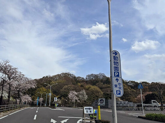 駐車場までの桜並木も満開