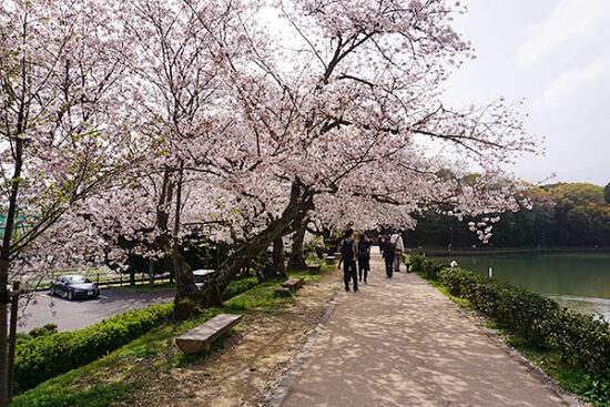 桜並木と池に挟まれた遊歩道。一番の映えスポットです。