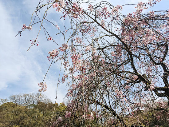親は咲き始めのしだれ桜を眺めながら…