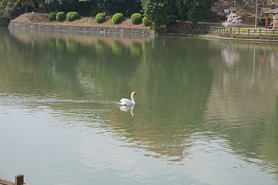 池では白鳥がゆったりと遊泳