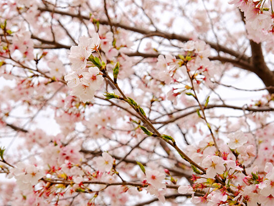 桜の下、ピカピカのランドセル姿で撮影している子もいました♪