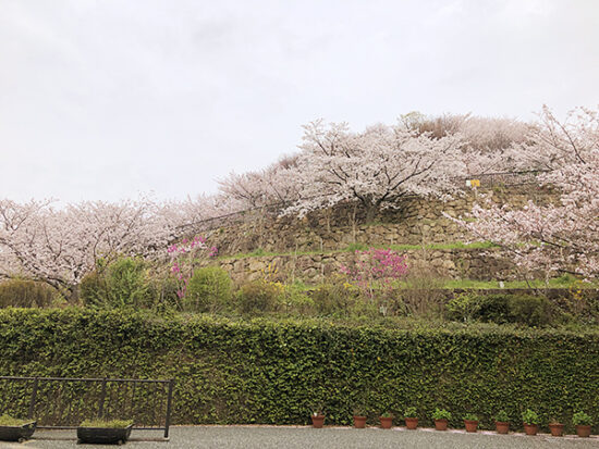この沢山の桜たちを、展望広場から見下ろしたい〜！