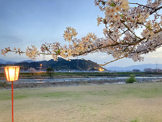 桜と加茂川