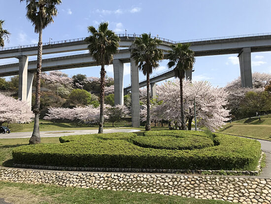 多目的交流広場を中心に、ホントに見事な桜、桜、桜…。