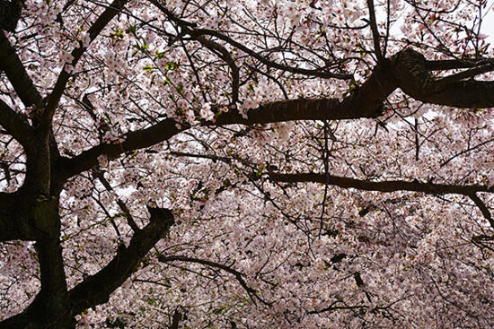 満開の桜にしばし見とれます。