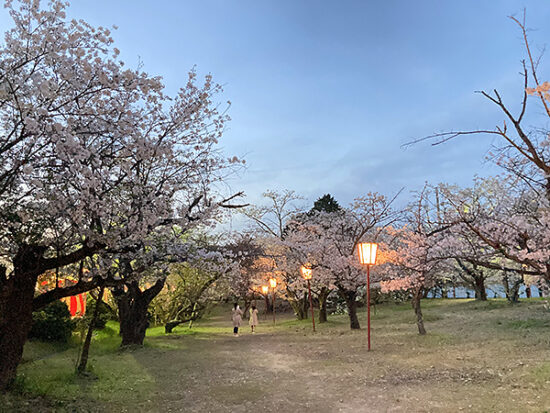 武丈公園内にも多くの桜が！
