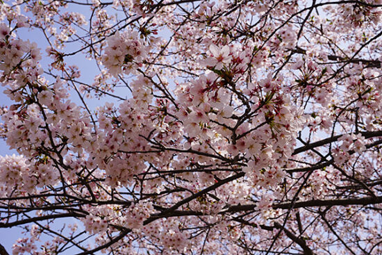 最後にもう一度、桜を眺めて