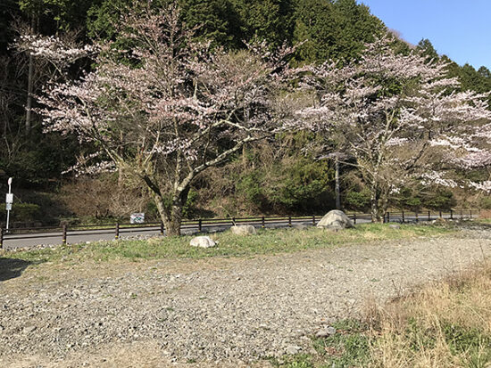 春の写真。4月には桜も咲き乱れます。