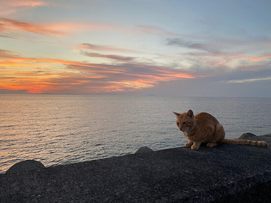 夕焼けとネコ