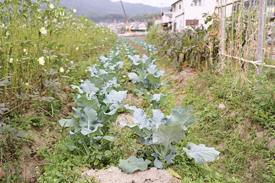 青空の下、元気に育つブロッコリー