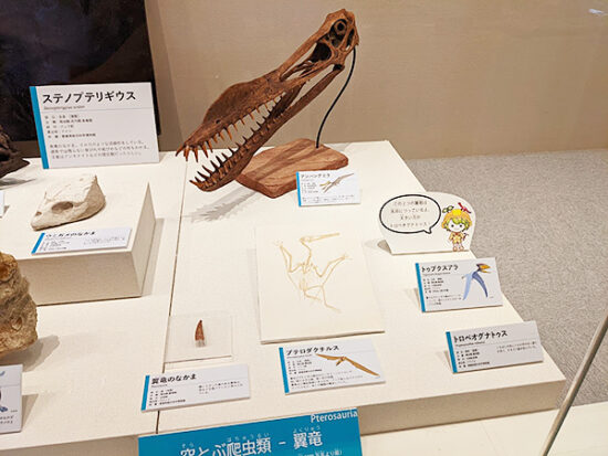 翼竜の化石も展示されてます