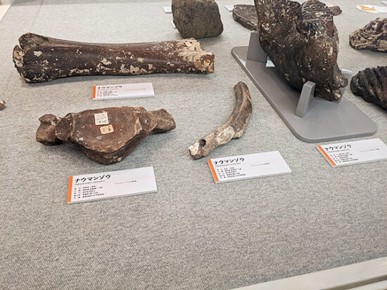 瀬戸内の海底から発見されたナウマンゾウの化石