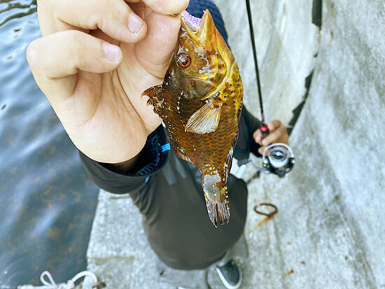 五目釣りで初めて釣れた魚『オハグロベラ』こちらは食べずにリリース(笑)