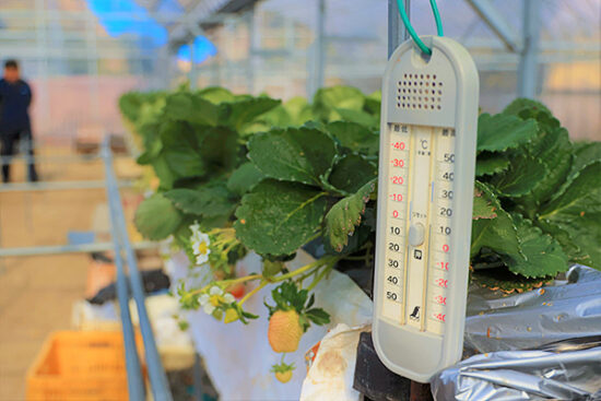 “あま恋”の生育環境は約15℃。寒じめ栽培は「特別、温度管理はしない」そう