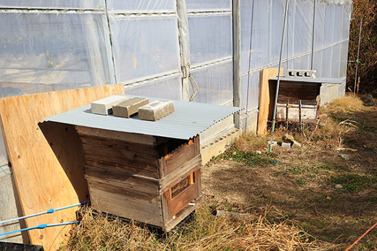 ミツバチの巣箱。ここから受粉の手伝いに出て来て貰う