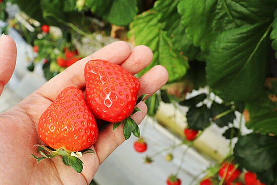 西条 ひのいちご園でいちご狩り満喫 いろんな苺を食べ比べよう イマナニ