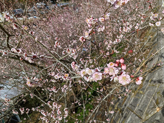 枝いっぱいに咲いた梅の花