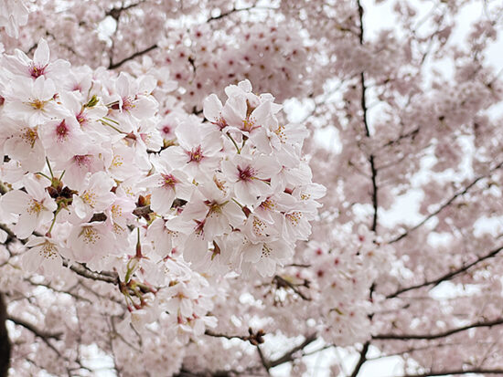 山根公園の桜はソメイヨシノとヤマザクラの2種類