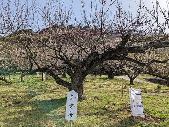 「月世界」の花は可愛いピンク色