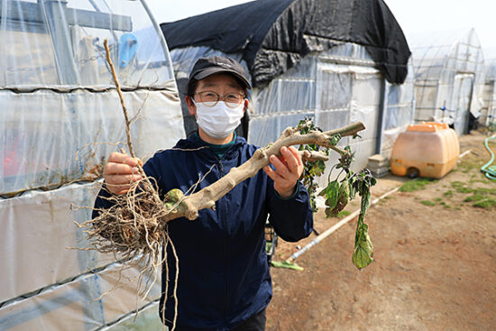 昨年しっかりと実をつけたナスの幹。この太さ、知ってるナスの幹じゃない…