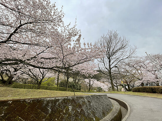 桜を見て歩いていると疲れも忘れちゃいますね