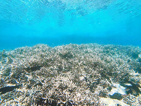 顔をつけると広がっているのはサンゴの海