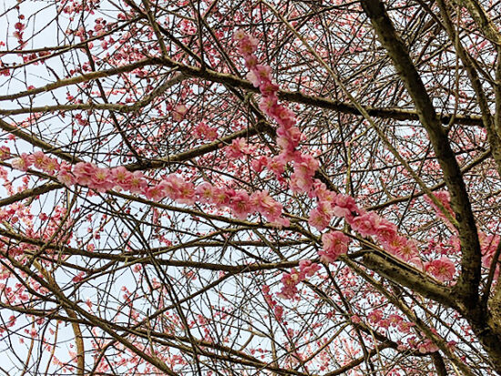 頭上に咲いたたくさんの梅の花