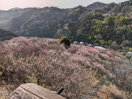 展望台から眺めた梅園の景色