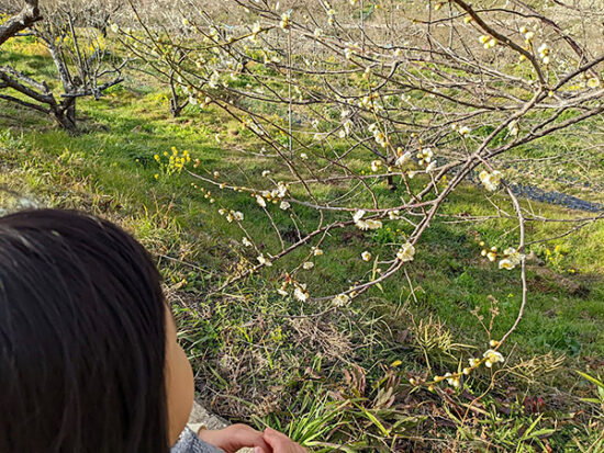 間近で梅の花を観賞中